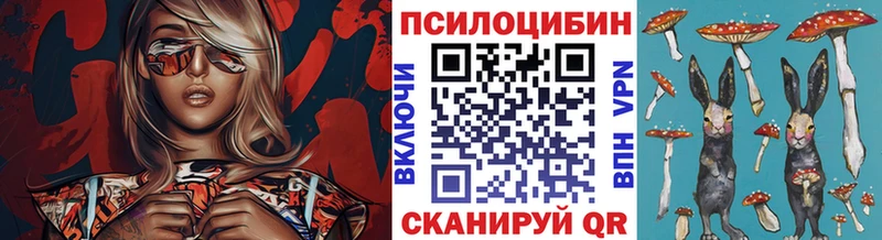 блэк спрут ССЫЛКА  цены   Жердевка  Псилоцибиновые грибы Cubensis 