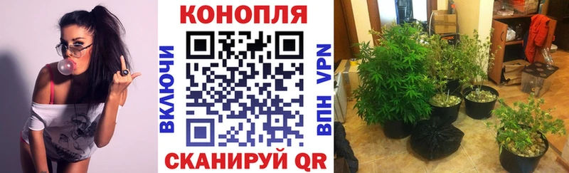 Шишки марихуана конопля  Жердевка 